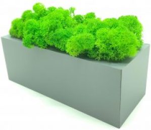 Стабилизированный мох SO Green Соу Грин в горшке из дерева 20 × 8 см (0032)