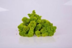 Стабилизированный мох Spring Green Norske Moseproducter AS 250 грамм