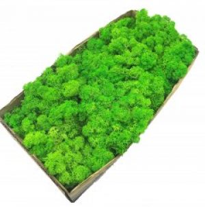 Стабилизированный мох SO Green зеленое яблоко 0