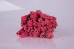 Стабилизированный мох Cyclamen Norske Moseproducter AS 100 грамм