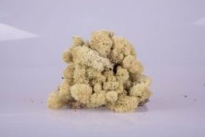 Стабилизированный мох Natural Norske Moseproducter AS 50 грамм