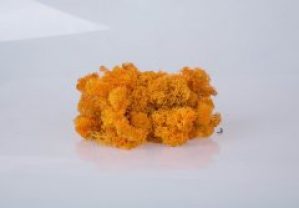 Стабилизированный мох Autumn Norske Moseproducter AS 5 кг