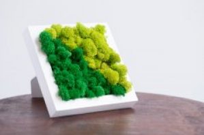 Набор для создания картины стабилизированный мох