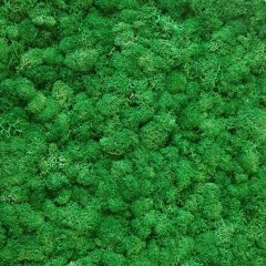 Стабилизированный мох ягель Nordik moss Зеленый травяной 50 грамм
