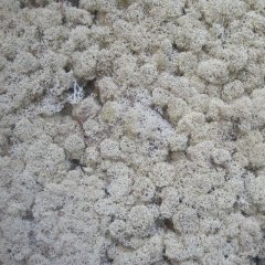 Стабилизированный мох ягель Nordik moss Натуральный 50 грамм