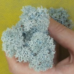 Стабилизированный мох ягель Nordik moss Ледяной 50 грамм