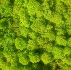 Стабилизированный мох ягель Nordik moss Зеленый весенний 50 грамм