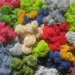 Стабилизированный мох ягель Nordik moss Микс 500 грамм