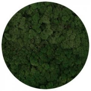 Стабилизированный мох ягель Nordik moss Зеленый светлый 50 грамм