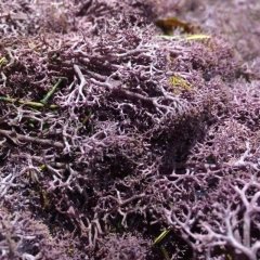 Стабилизированный мох ягель Nordik moss Эрика 50 грамм