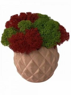 Кашпо из бетона Stone Product Cone с красным и зелёным мхом 72 х 63 мм Персиковое