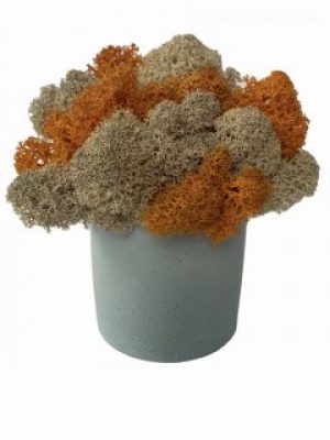 Кашпо из бетона Stone Product Cylinder с белым и оранжевым мхом 55 х 55 мм Небесно-голубое