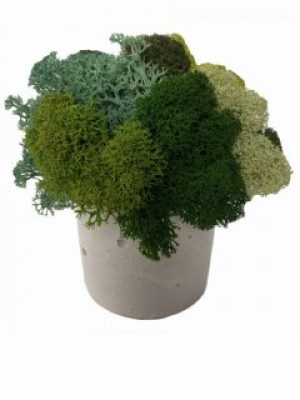 Кашпо из бетона Stone Product Cylinder с миксом зелёных мхов 55 х 55 мм Белое