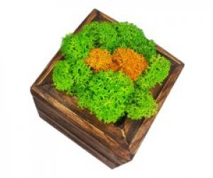 Кашпо деревянное MossArt со стабилизированным мхом (1499)