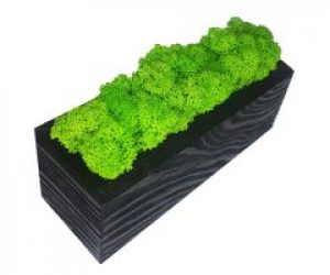 Кашпо деревянное MossArt со стабилизированным мхом (1498)