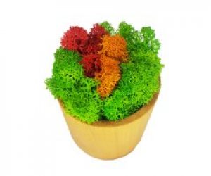 Кашпо деревянное MossArt со стабилизированным мхом (1506)