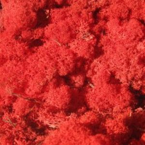 Стабилизированный мох ягель Nordik moss Красный 50 грамм