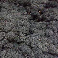 Стабилизированный мох ягель Nordik moss Черный 250 грамм