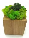 Стабилизированный мох SO Green Соу Грин в горшке из дерева 8 × 8 см (00201)