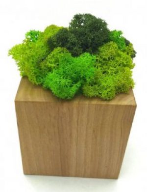 Стабилизированный мох SO Green Соу Грин в горшке из дерева 8 × 8 см (00201)