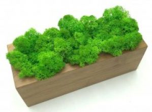 Стабилизированный мох SO Green Соу Грин в горшке из дерева 20 × 8 см (0030)