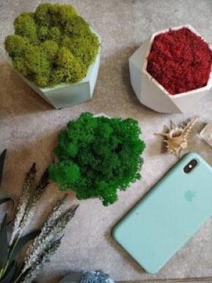 Кашпо со мхом Моссариум Кашпо