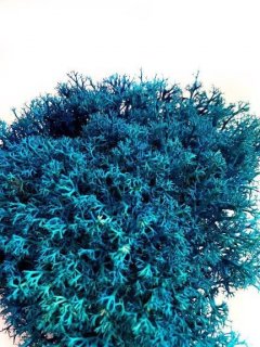 Мох стабилизированный Green Ecco Moss Ягель Украинский Синий 1 кг.