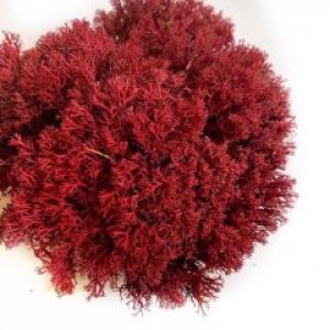 Мох стабилизированный Green Ecco Moss ягель Украинский красний 500 гр.