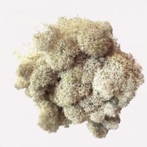 Мох стабилизированный Green Ecco Moss Норвежский Белый 500 гр.