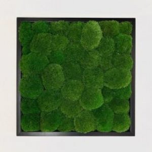 Фітокартина MOSS NATURE з стабілізованого Кочкового моху 50*50 см.