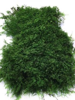 Мох стабілізований Green Ecco Moss Папоротниковий темно Зелений 200 гр.