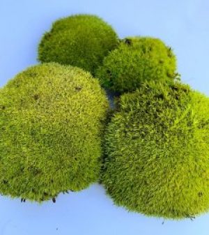 Мох стабилизированный Green Ecco Moss Кочка Лайм 250 кг.