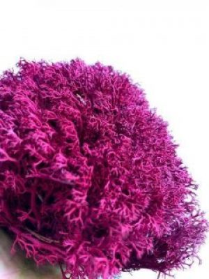 Мох стабилизированный Green Ecco Moss Ягель Украинский Малиновый 500 гр.