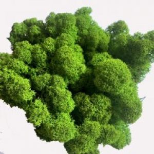 Мох стабилизированный очищенный Норвежский Green Ecco Moss Зеленое яблоко 100 гр.