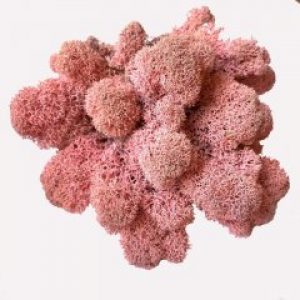 Мох стабилизированный Очищенный Green Ecco Moss Норвежский Розовый 100 гр.