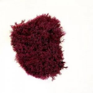 Мох стабилизированный Green Ecco Moss Ягель Украинский Бордовый 250 гр.