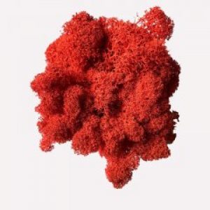 Мох стабилизированный Очищенный Green Ecco Moss Норвежский Красный 100 гр.