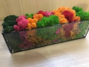 Стабилизированный мох в кашпо