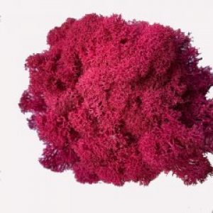 Мох стабилизированный Очищенный Green Ecco Moss Норвежский Малиновый 100 гр.