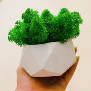 Кашпо со мхом Бетоный Кашпо