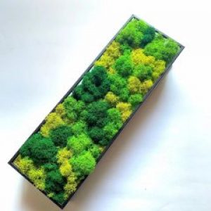 Кашпо со мхом ягель