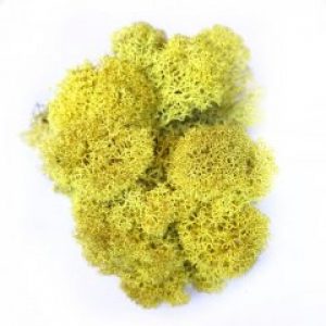 Мох стабилизированный Очищенный Green Ecco Moss Норвежский Желтый 250 гр.