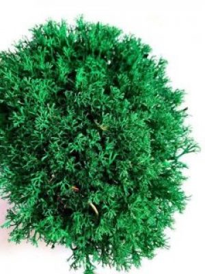 Мох стабилизированный Green Ecco Moss Ягель Украинский Изумрудный 500 гр.