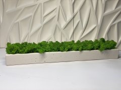 Стабилизированный мох в кашпо из гипса A7Studio