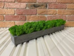 Кашпо с мхом из гипса A7Studio