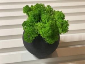 Стабилизированный мох в кашпо A7studio 60х60х90мм