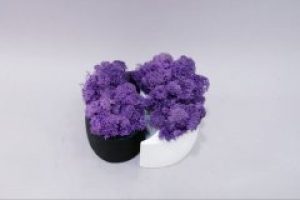 Стабілізований мох Інь-Янь фіолет Go_Kora_Bog в бетонному кашпо ручної роботи М-17