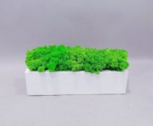 Стабилизированный мох Go_Kora_Bog деревянном кашпо ручной работы 30 см