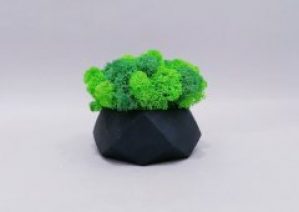 Стабілізований мох Go_Kora_Bog в бетонному кашпо ручної роботи М-23