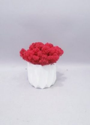 Стабілізований мох червоний Go_Kora_Bog в бетонному кашпо ручної роботи М-15